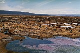 Alpacas, Altiplano, Peru